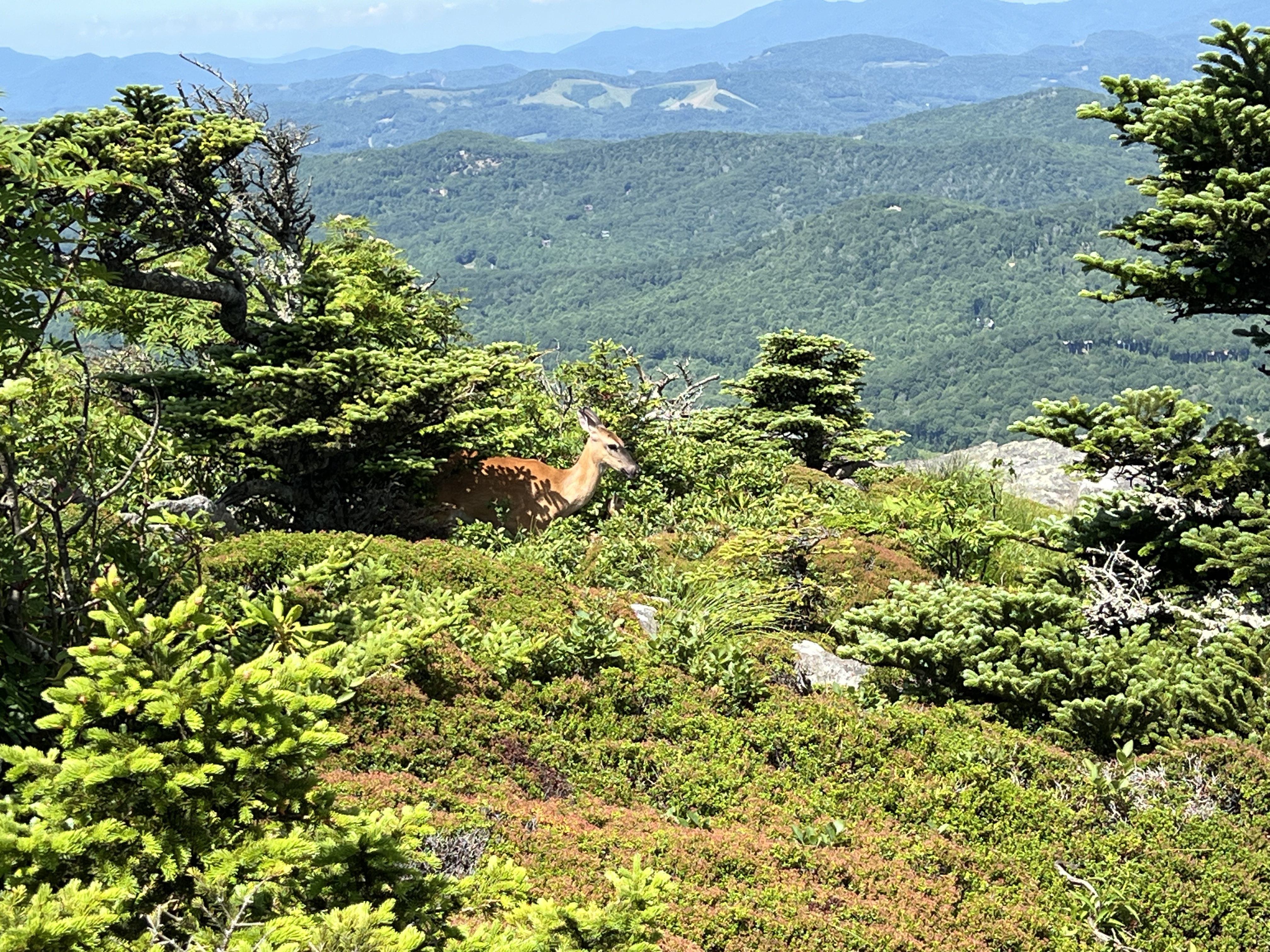 ./2024/08 - Banner Elk/Grandfather Mountain/IMG_1909.jpg